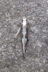 Agnippe prunifoliella