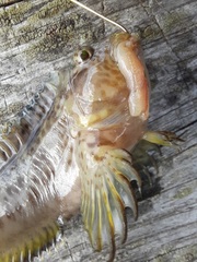 Hypleurochilus geminatus