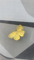 Eurema hecabe