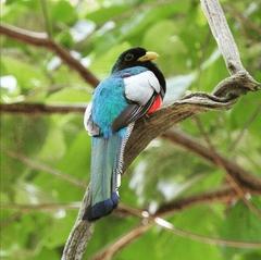 Trogon elegans lubricus