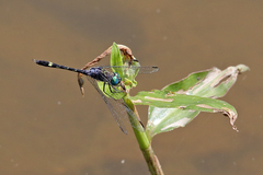 Micrathyria hesperis