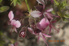 Pelargonium hispidum