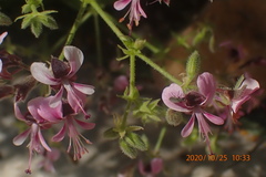 Pelargonium hispidum