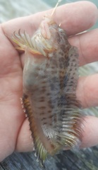 Hypleurochilus geminatus