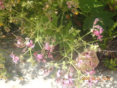 Pelargonium hispidum