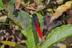 Planiplax phoenicura