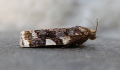 Archips mortuana