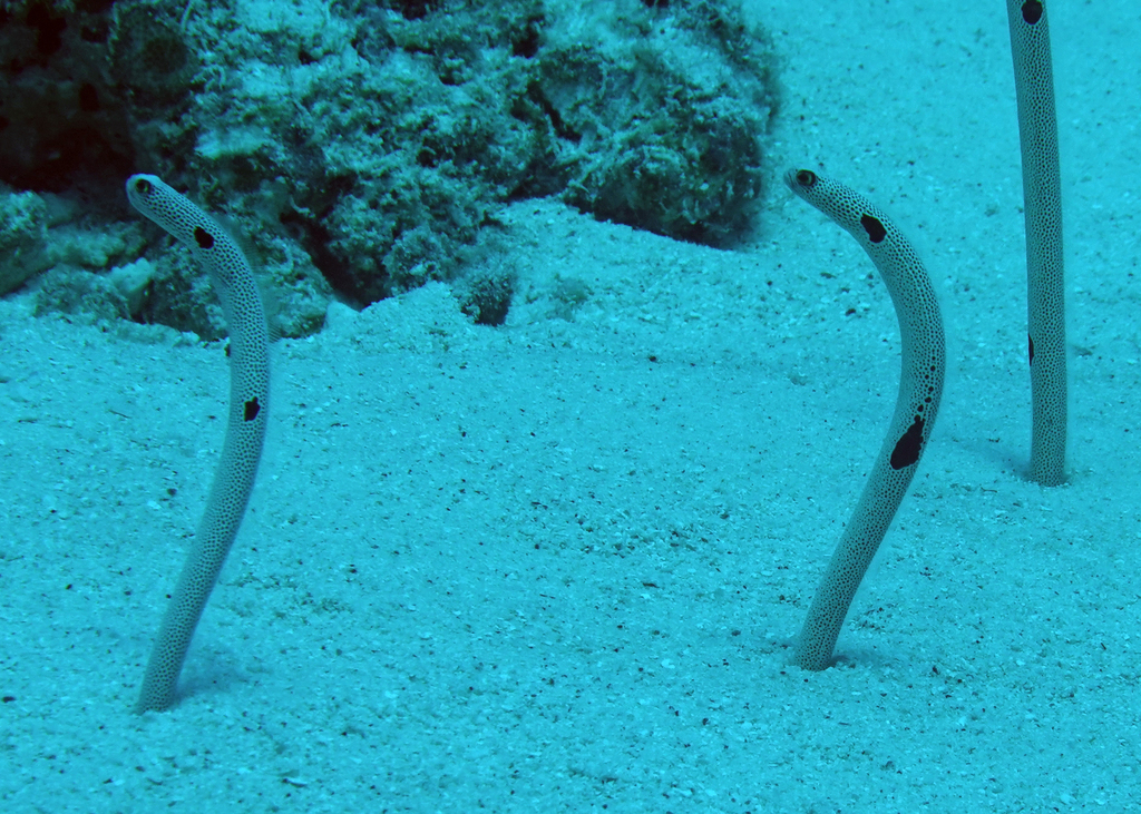 Gevlekte tuinaal (Heteroconger hassi) — Congridae
