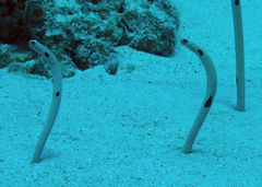 Heteroconger hassi