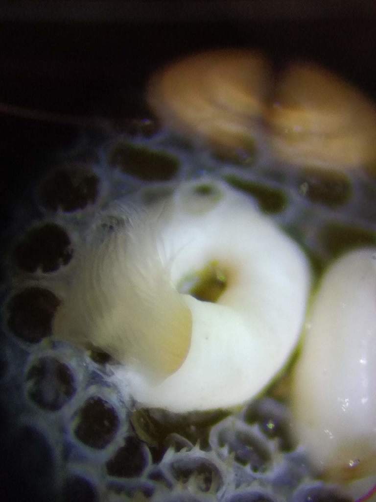 Circeis spirillum