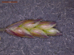 Eragrostis capillaris