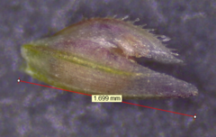 Eragrostis capillaris