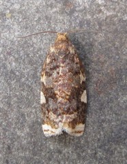 Archips mortuana