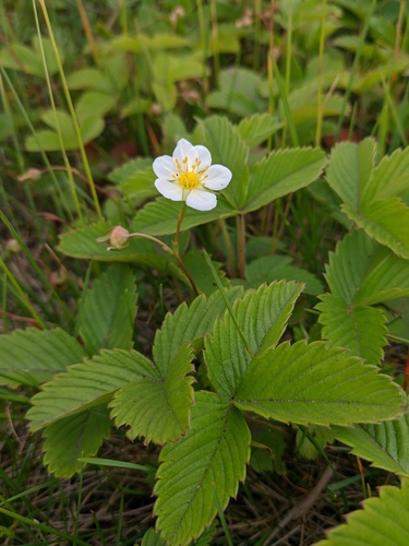 Šlaitinė žemuogė nuotrauka