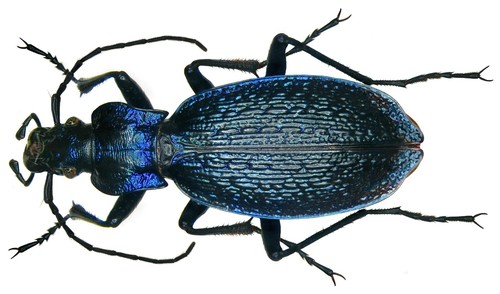 Blue Ground Beetle