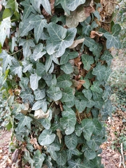 Hedera helix