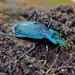 Blue Ground Beetle - Photo (c) Bernard DUPONT, some rights reserved (CC BY-NC-SA)