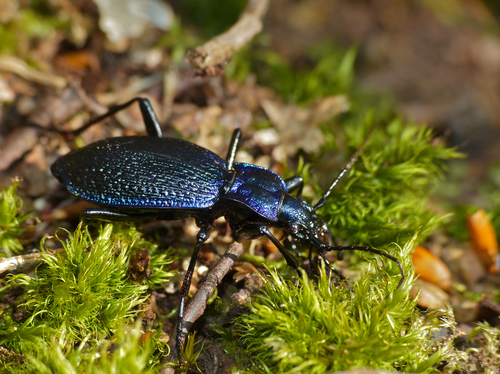 Blue Ground Beetle, photo 3 of 10