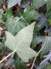 Hedera helix