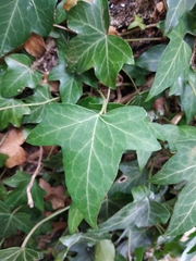Hedera helix