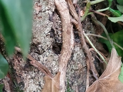 Hedera helix