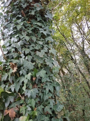 Hedera helix