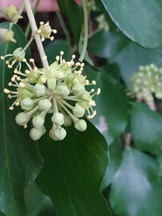 Hedera helix