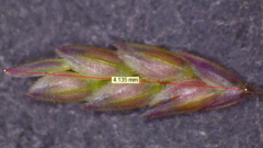 Eragrostis capillaris