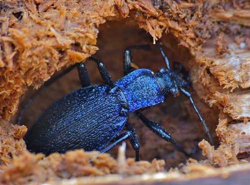 Blue Ground Beetle, photo 5 of 10
