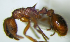 Myrmica ruginodis