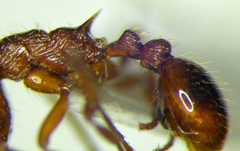 Myrmica ruginodis