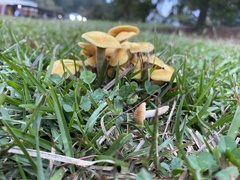 Desarmillaria caespitosa