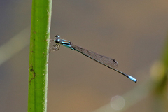 Acanthagrion gracile