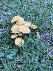 Desarmillaria caespitosa