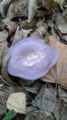 Lepista nuda