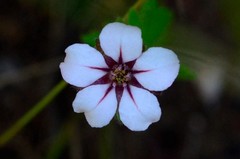 Adenandra uniflora