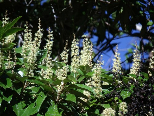 Brown Boxwood (Homalium circumpinnatum)