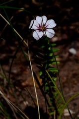 Adenandra uniflora