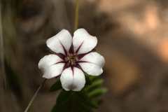 Adenandra uniflora