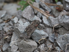 Anaxyrus boreas boreas