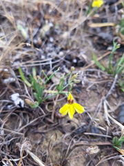 Goodenia macbarronii