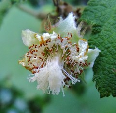 Rubus alceifolius