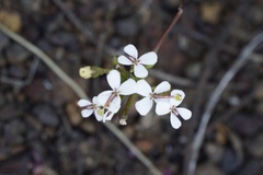 Stylidium corymbosum