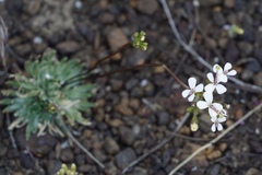 Stylidium corymbosum