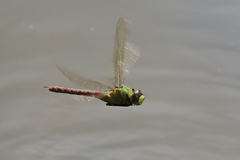 Anax concolor
