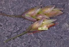 Eragrostis capillaris