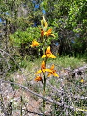 Chloraea