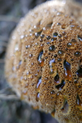 Pseudoinonotus dryadeus