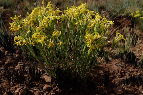 Image of Lasiosiphon afer by no rights reserved
