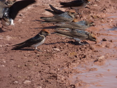 Petrochelidon fluvicola